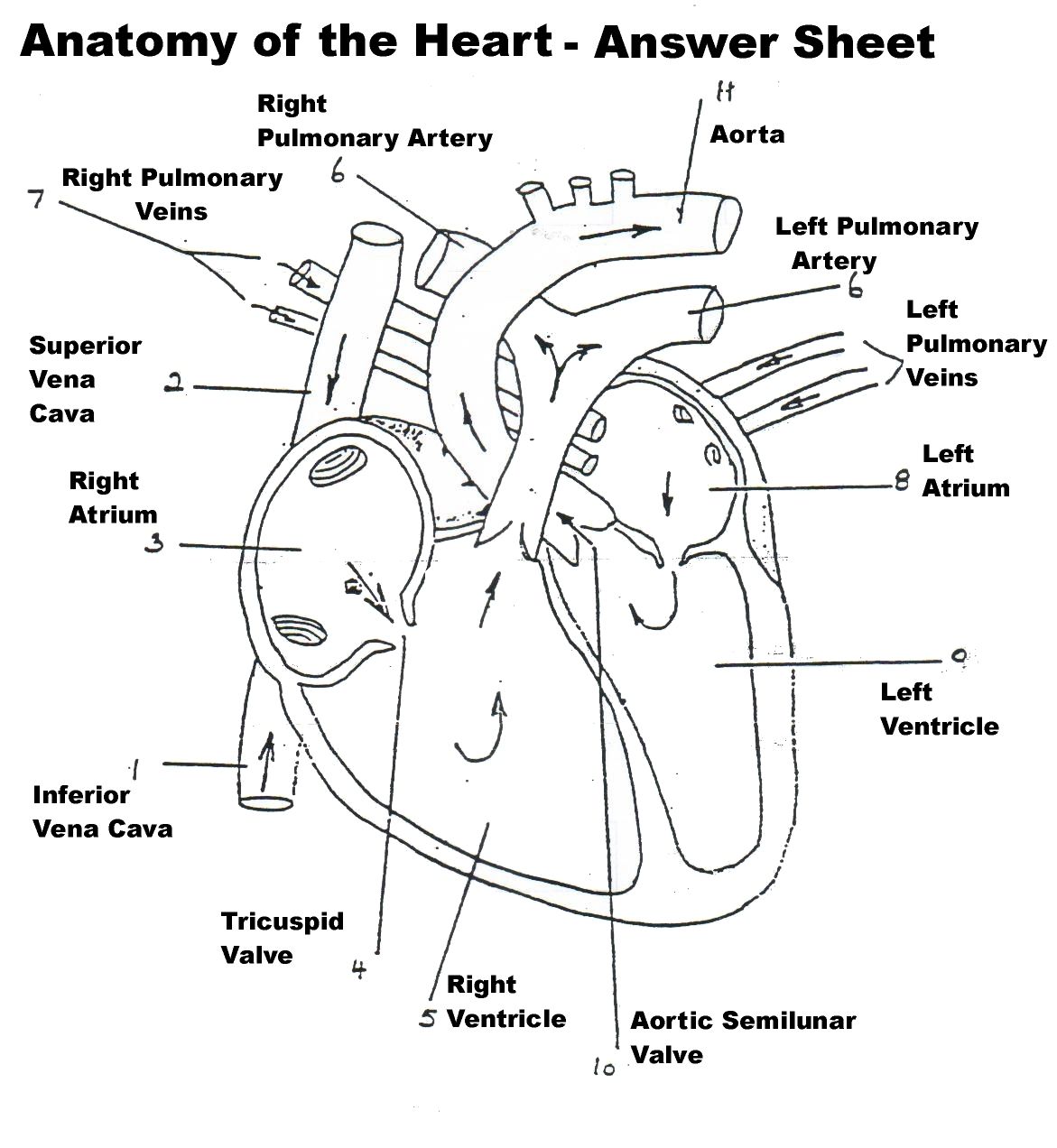 Human Heart Diagram Black and White | healthsanaz.com