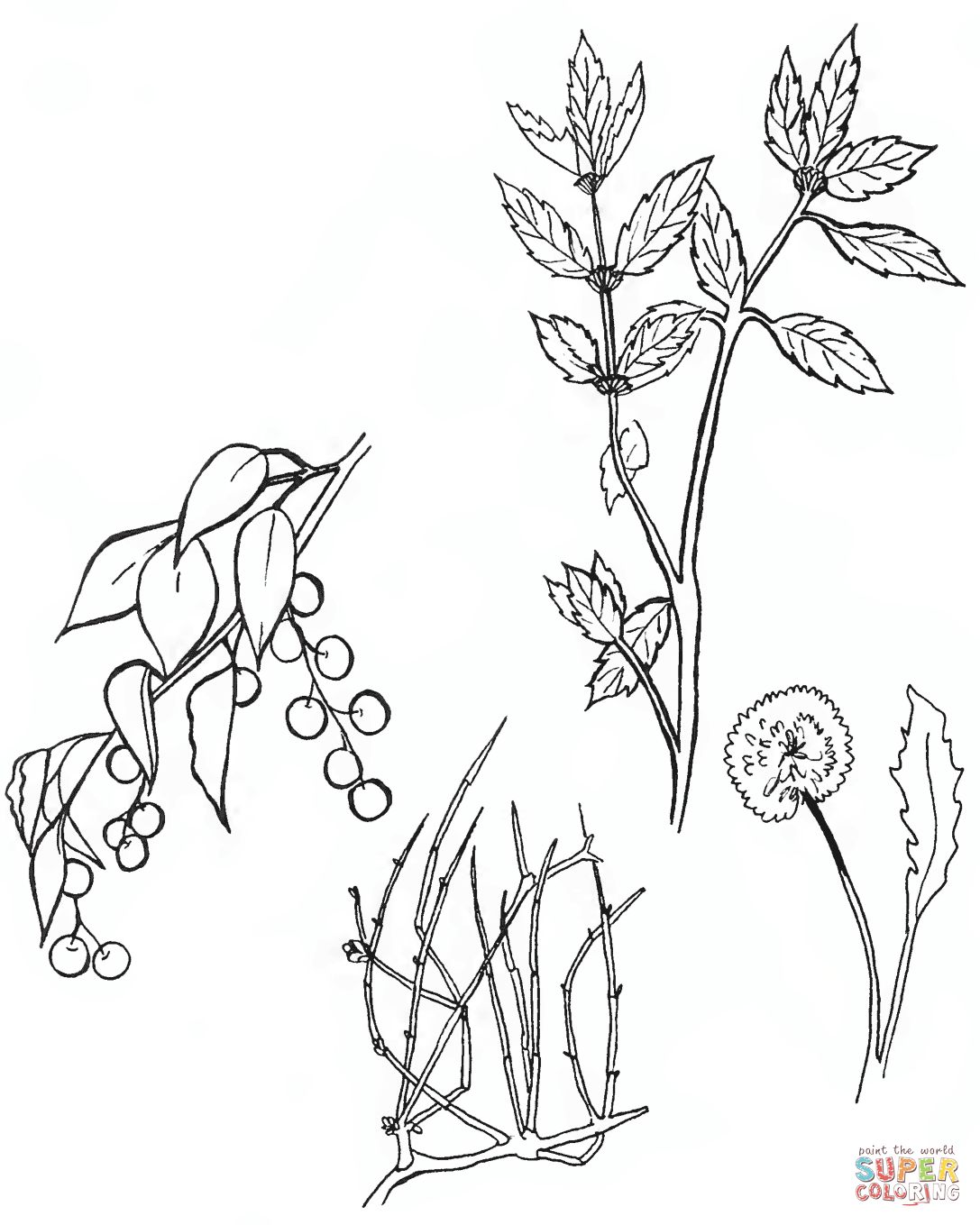 North American Plants coloring page | Free Printable Coloring Pages