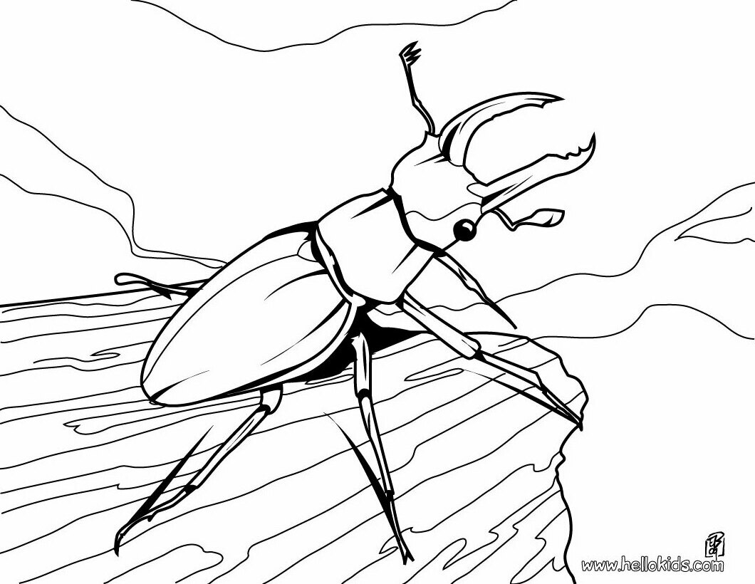 Stag beetle coloring pages - Hellokids.com