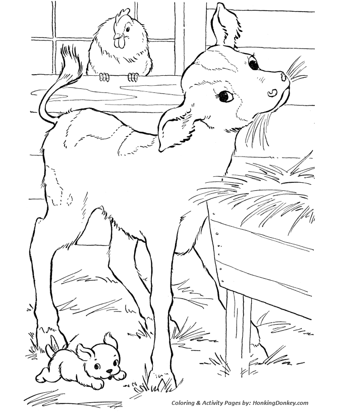 Cow Coloring Pages | Printable calf in the barn eating hay 