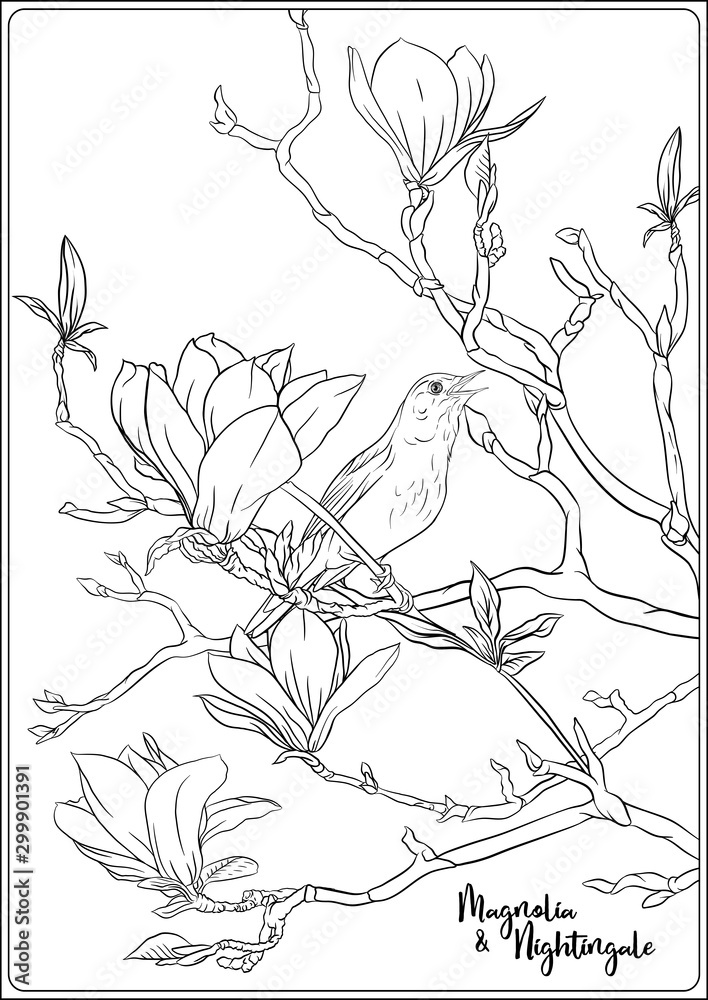Magnolia tree branch with flowers and nightingale Coloring page for the  adult coloring book. Outline hand drawing vector illustration.. Stock  Vector | Adobe Stock