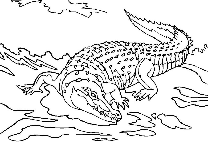 Kids-n-fun.com | 9 coloring pages of Crocodiles