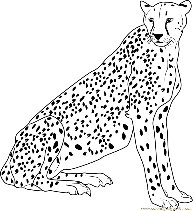Free Printable Cheetah Coloring Pages - Toyolaenergy.com