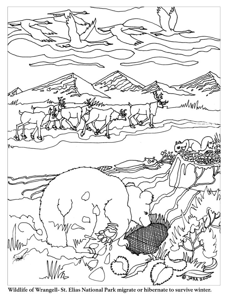 Animal Migration Coloring Pages