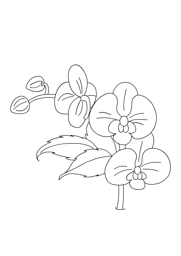 Orchid Flower Coloring Pages