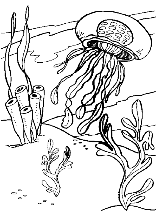 Free realistic coloring pages of a jellyfish