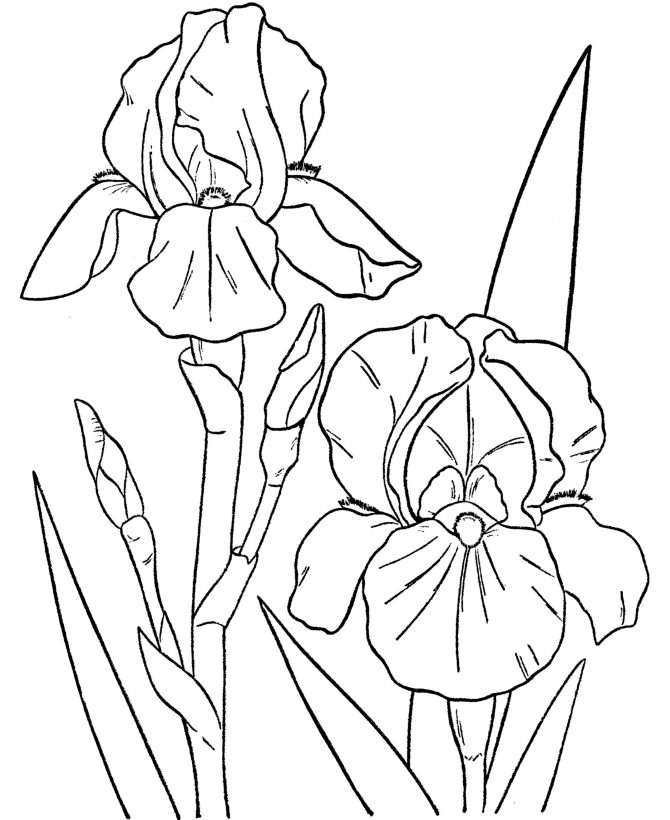 Spring Coloring Pages SPRING FLOWERS Free Printable Coloring Pages 
