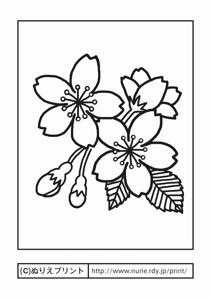 cherry blossom coloring pages coloring home