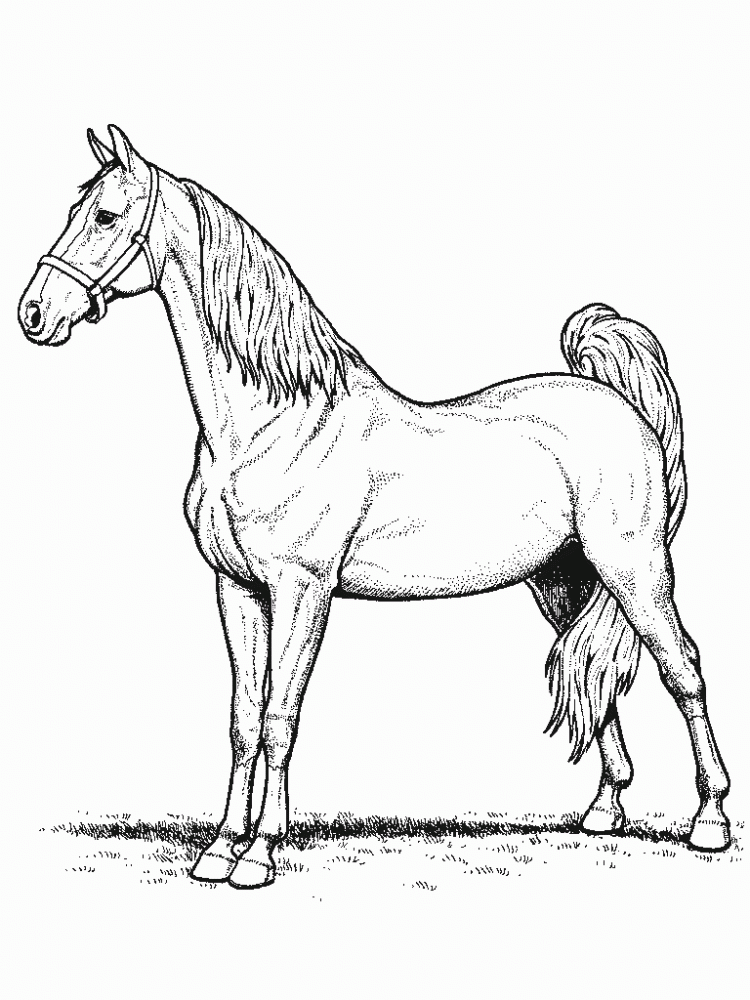 Horse Coloring Pages | Printable Coloring Pages Gallery
