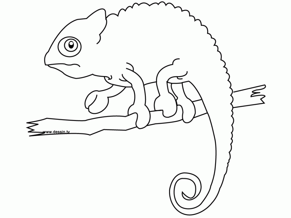 Chameleon Coloring Page Free Coloring Pages For Kids 286561 