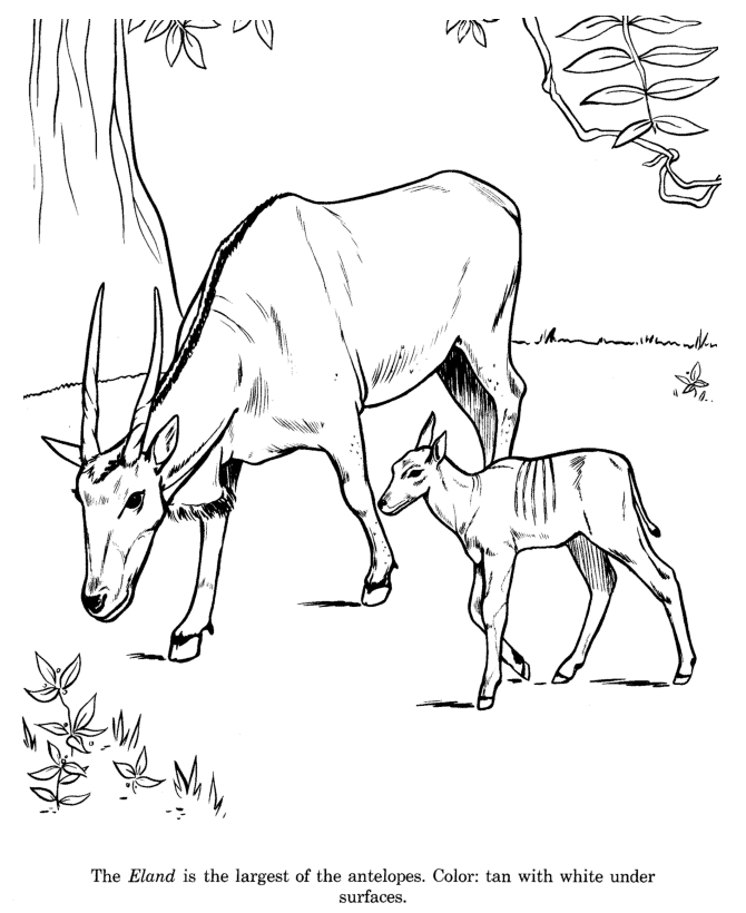 Animal Drawings Coloring Pages | Eland animal identification 