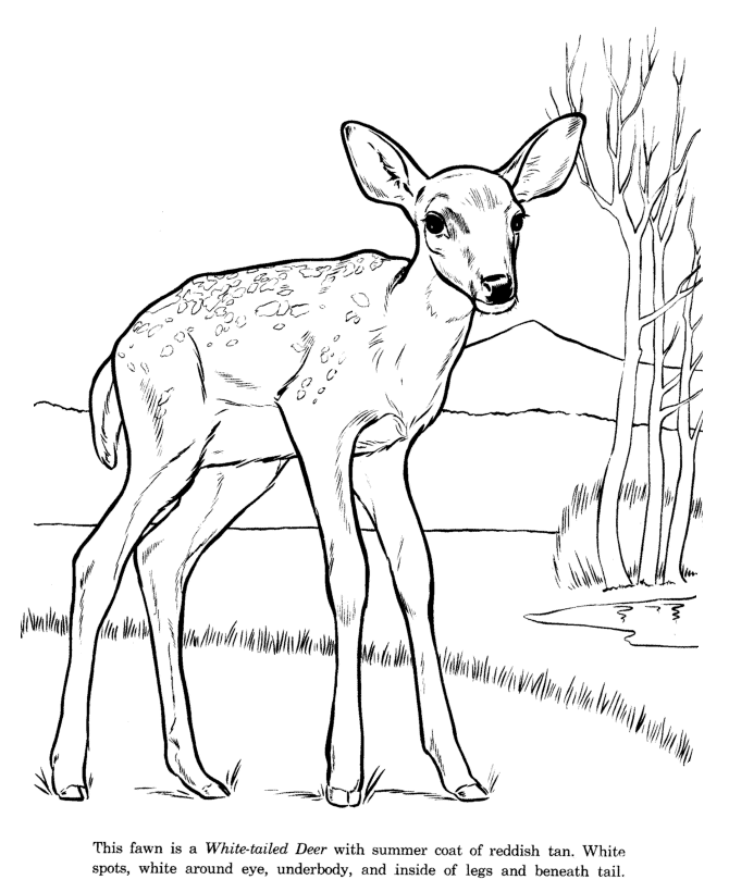 Realistic Deer Coloring Pages Images & Pictures - Becuo