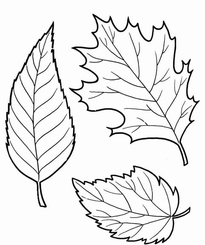 gumamela tree Colouring Pages