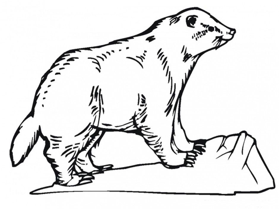 Print Animals Coloring Pages Coloring Book Area Best Source For 
