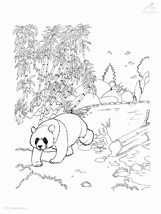 Giant Panda Coloring Pages 46000 Label Giant Panda Coloring Pages 