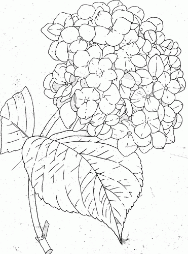 Free Coloring Pages: Hydrangea