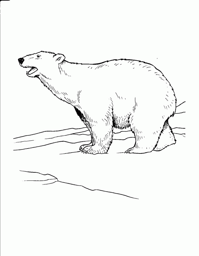 Arctic Coloring Pages C0lor 187690 Tundra Animals Coloring Pages - Coloring  Home