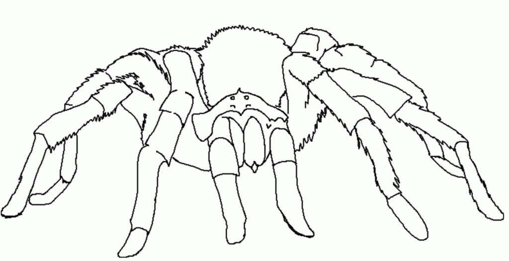 Educational Tarantula Spider Coloring Page | Laptopezine.