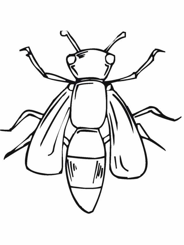 Free Insect Fly Coloring Pages For Kids To Print Coloring Pages 