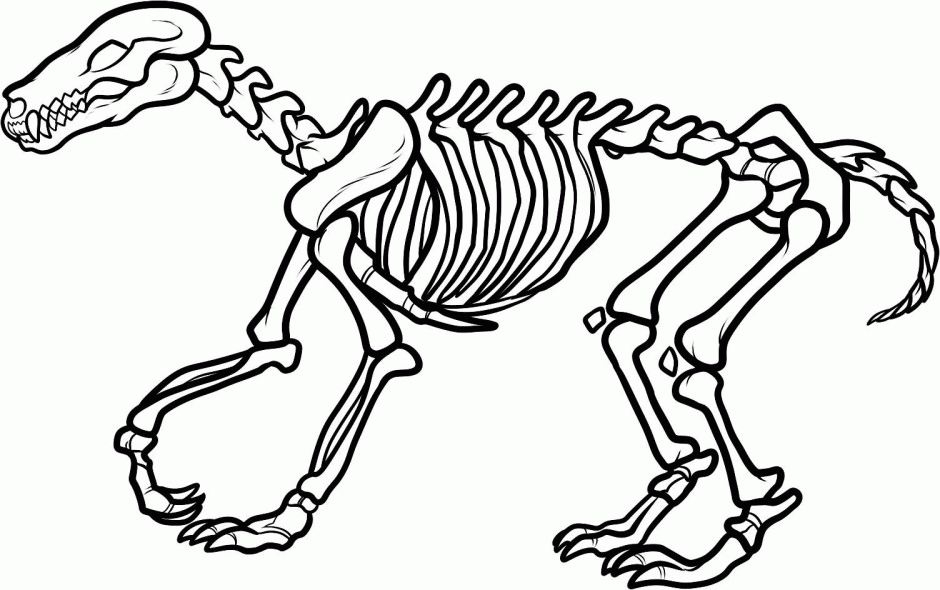 Skeleton Coloring Pages Anatomy Picture Human Anatomy Anatomy 