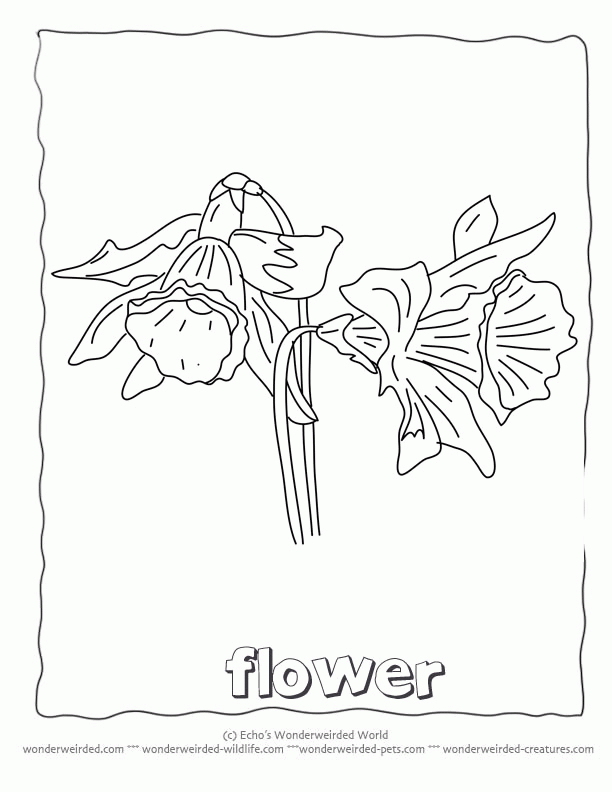 Flower Coloring Sheets daffodils,Free Printable Flower Coloring 