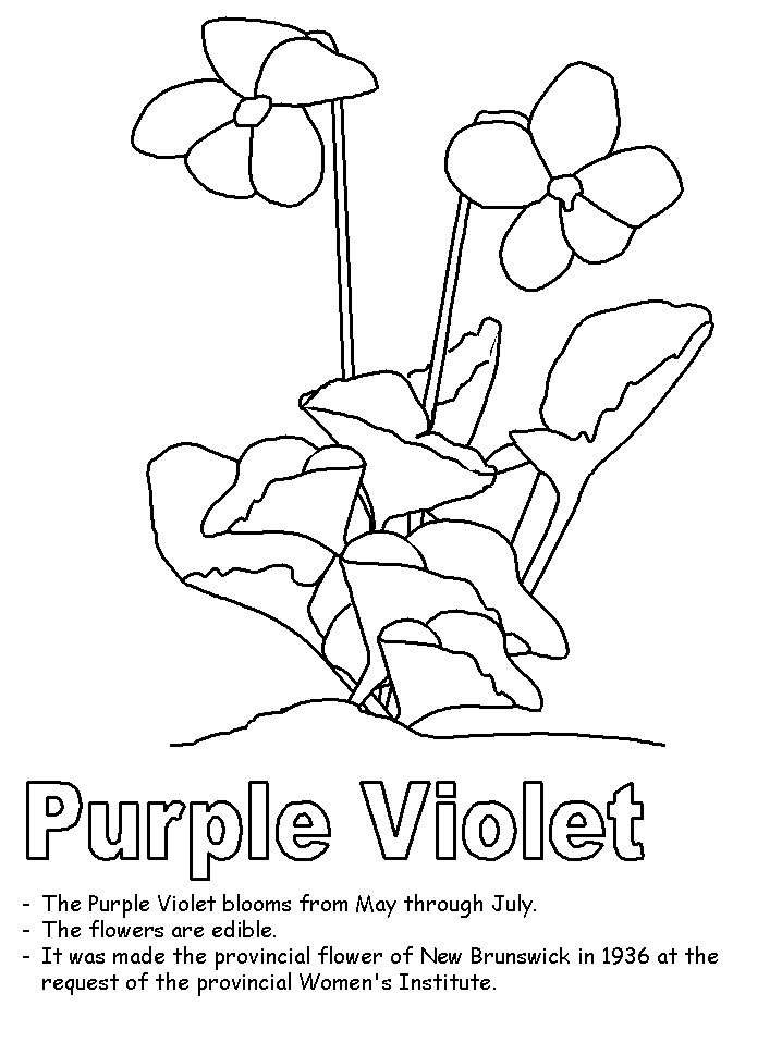 the color purple pages