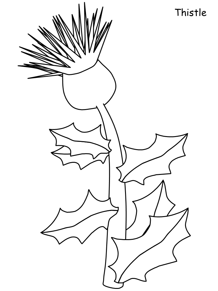 thistle drawing Colouring Pages
