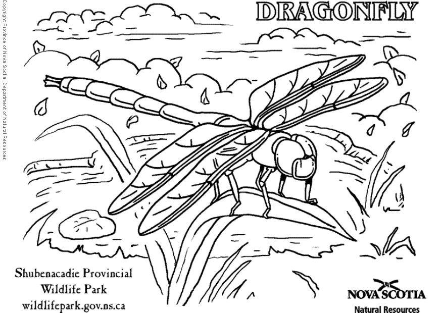 Coloring page dragonfly - img 6010.