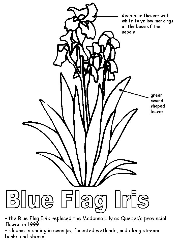 quebec flag Colouring Pages