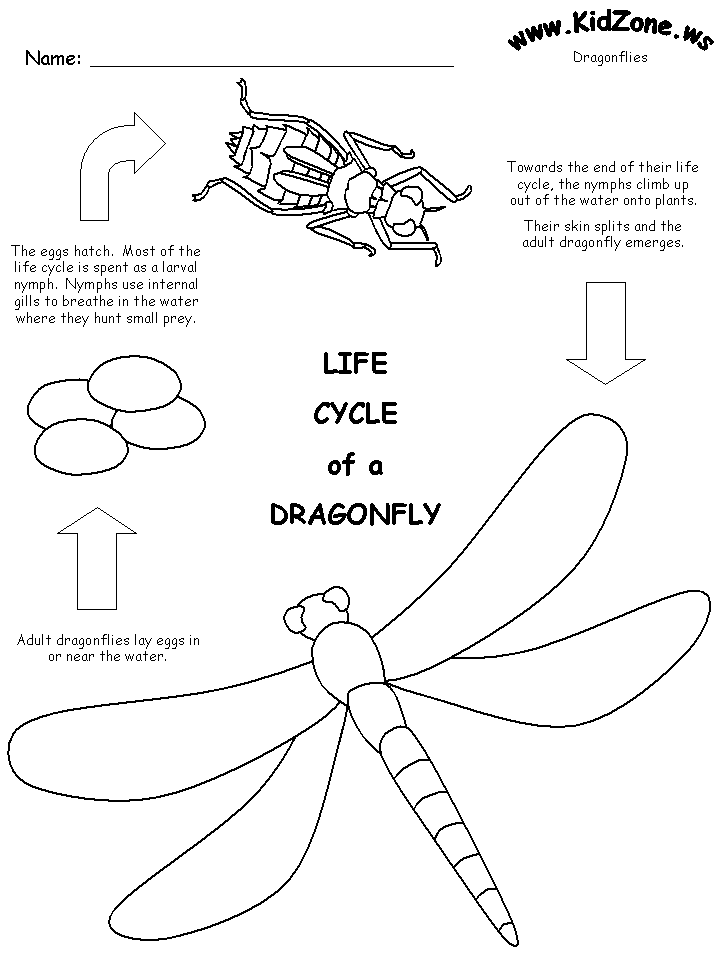 Dragonfly Life cycle worksheet
