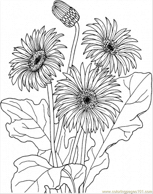 Free Printable Flower Coloring Pages - Flower Coloring Page