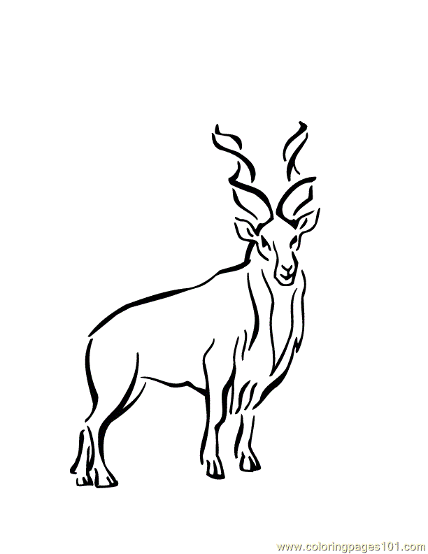 big buck Colouring Pages