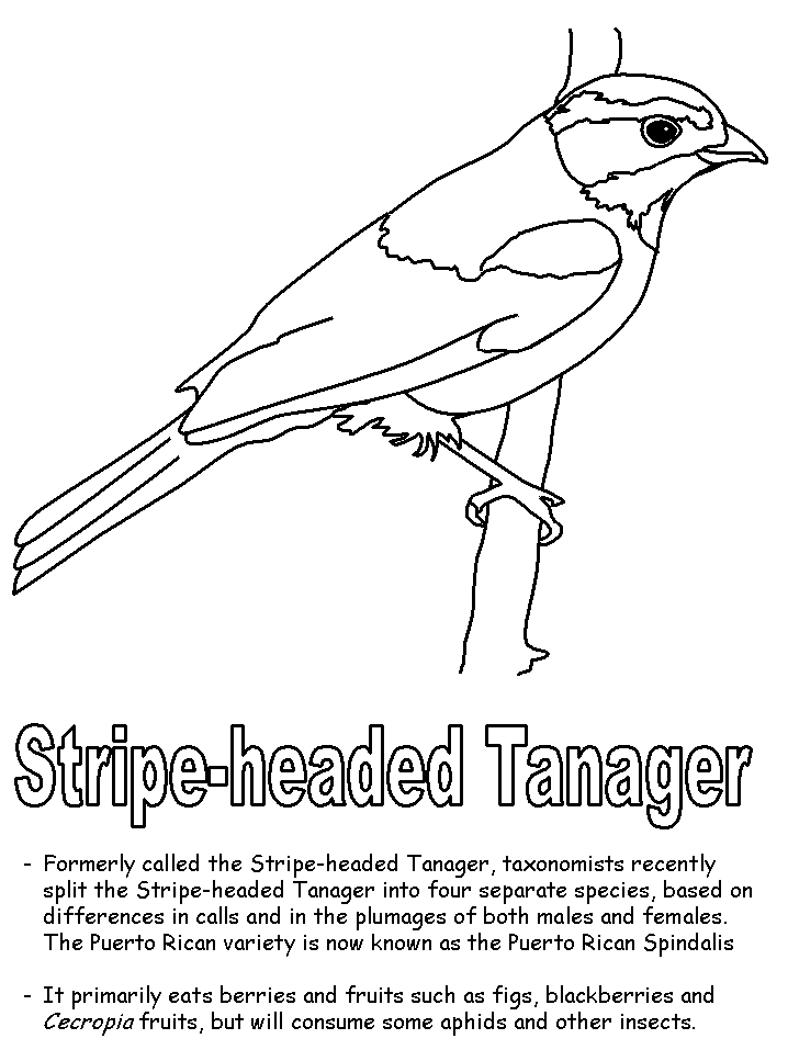 Stripe-headed Tanager coloring page