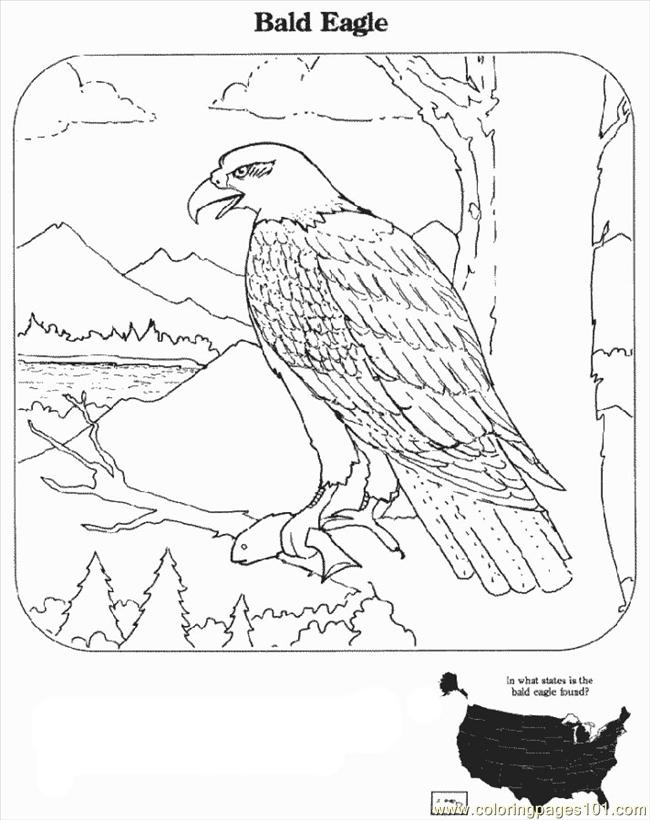Coloring Pages Bald Eagle (Birds > Eagle) - free printable 