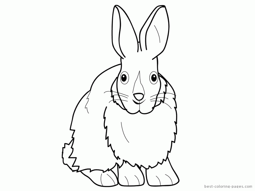Rabbits pictures to print and color | Best Coloring Pages - Free 