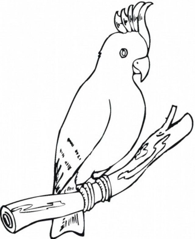 Download Bird Coloring Page Parrot Free Or Print Bird Coloring 