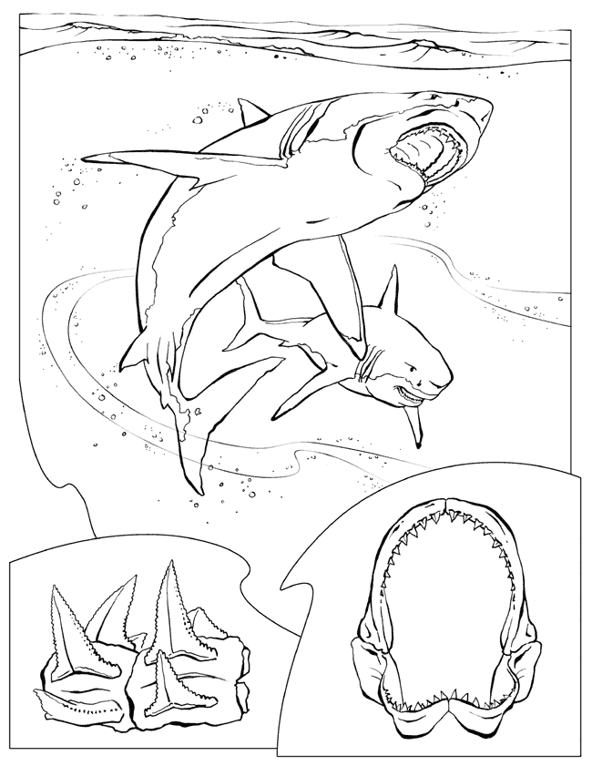 Great White Shark -> Great White Shark Coloring Book Page