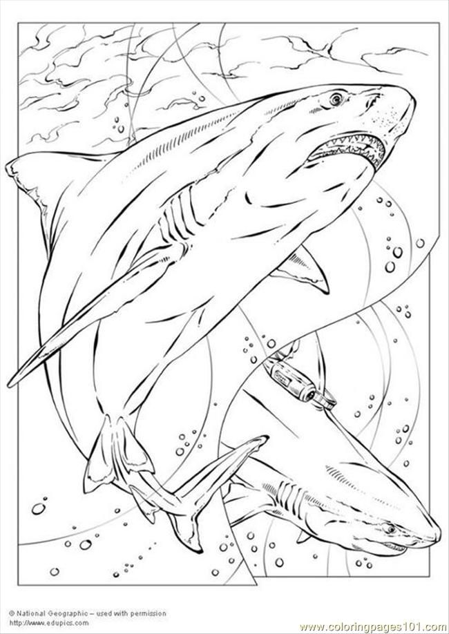Coloring Pages Bull Shark P5735 (Fish > Shark) - free printable 