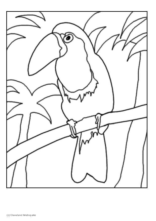 Coloring page toucan - img 5731.