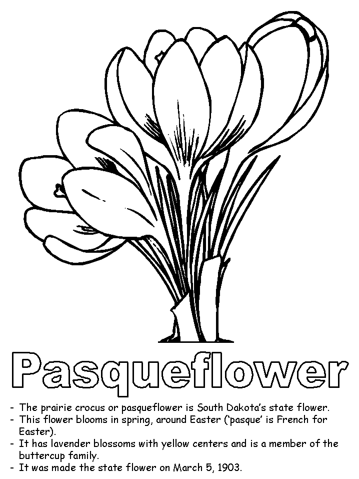 american pasqueflower coloring page