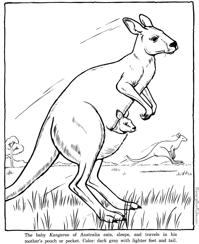Kangaroo Coloring Page | Coloring Pages