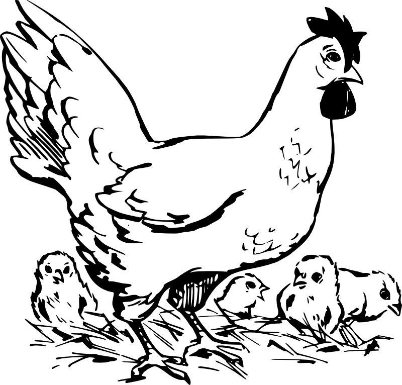 Clipart - Hen and chickens