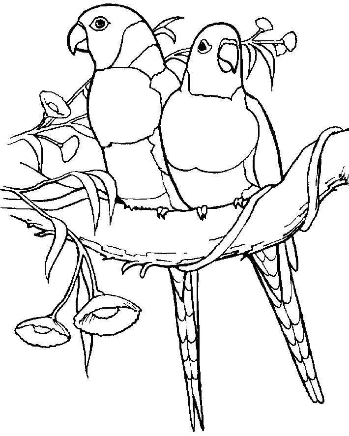 Parrot Coloring Page To Print Coloring Home