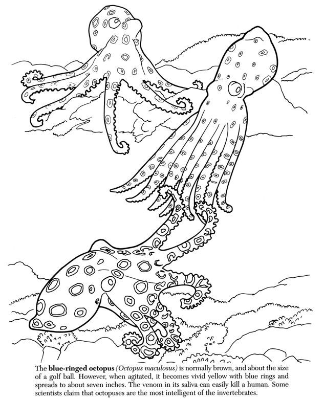 Great Barrier Reef | coloring pages