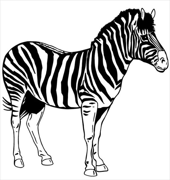 realistic zebra Colouring Pages