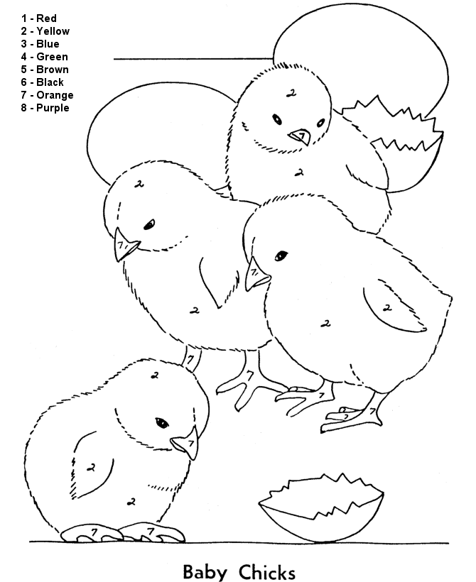 Numbers coloring pages – Four Baby Chicks | coloring pages