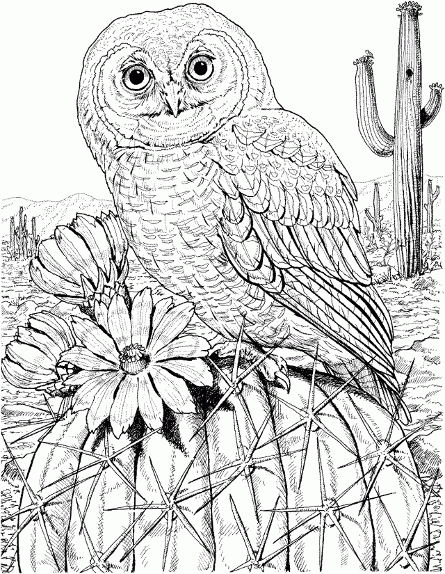 Mexican Spotted Owl On Cactus Coloring Page Id 16748 143986 Cactus 