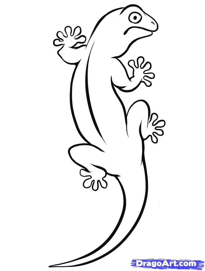 Draw a Gecko, Step by Step, Drawing Sheets, Added by Dawn, May 6 