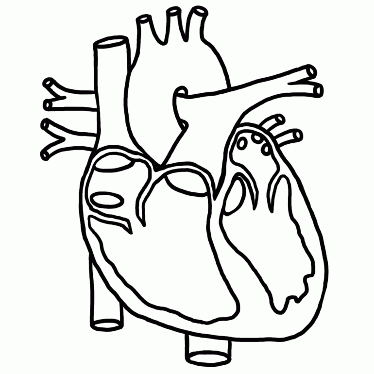 Heart Coloring Pages Biology | Online Coloring Pages