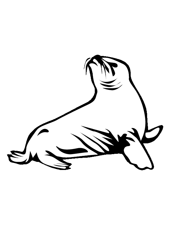 Baby Seals Coloring Pages